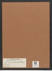 Navicula inornata Grun. (de-Toni-Nr.: Genus 1, Species 587) Zeichnungen Sammlung Grunow Mappe 00513 (Herbarium_W_Grunow_drawings_Folder_00513)